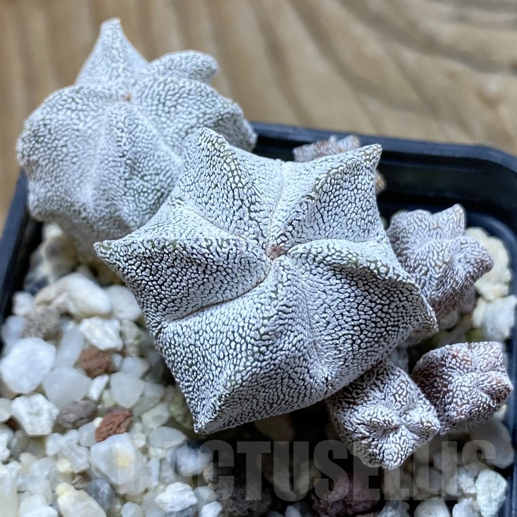 SH22360 Astrophytum myriostigma ‘Onzuka’ f. caespitosa