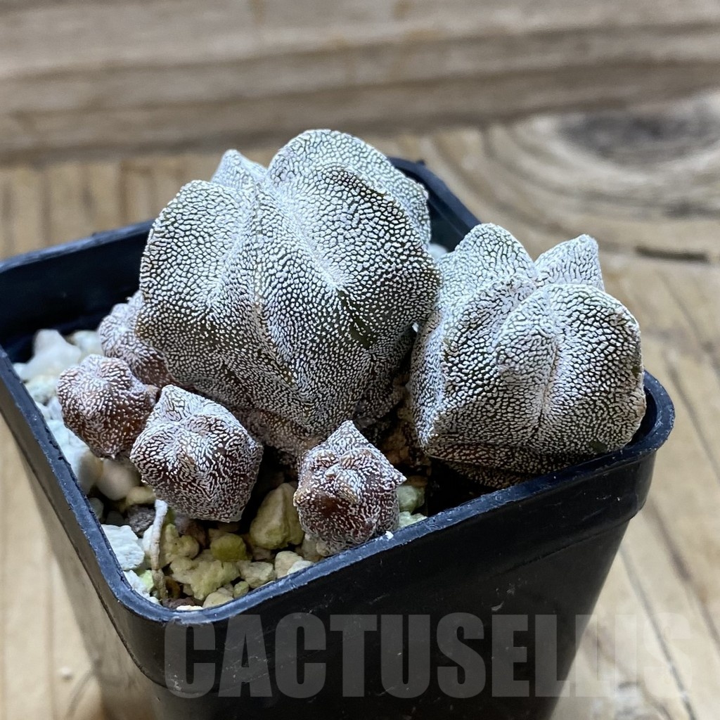 SH22360 Astrophytum myriostigma ‘Onzuka’ f. caespitosa - Image 2
