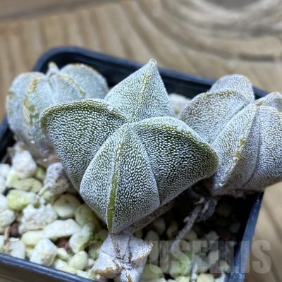 SH22361 Astrophytum myriostigma ‘Onzuka’ v. quadricostatum