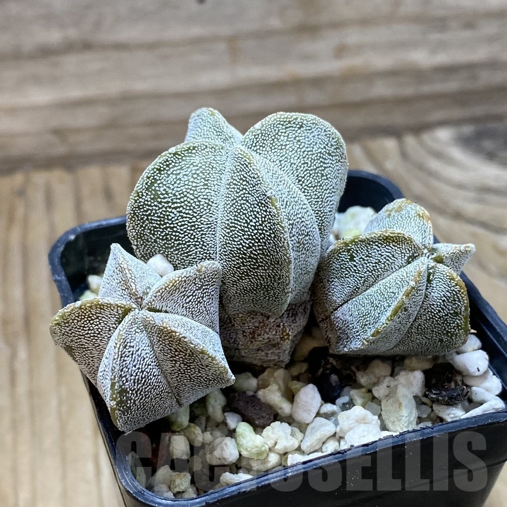 SH22361 Astrophytum myriostigma ‘Onzuka’ v. quadricostatum - Image 2