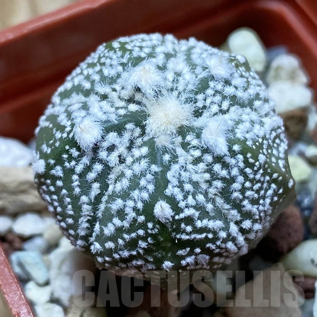 SH22363 Astrophytum coahuilense x asterias ‘Super Kabuto’