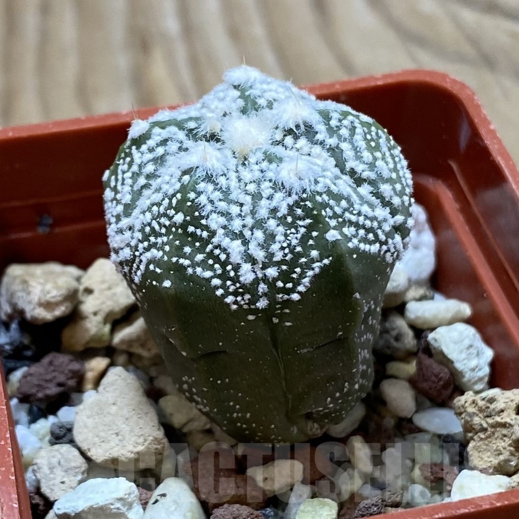 SH22363 Astrophytum coahuilense x asterias ‘Super Kabuto’ - Image 2