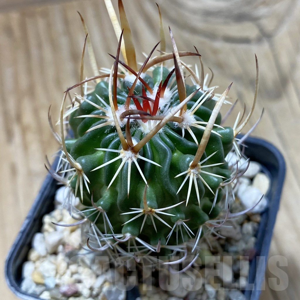 SH22365 Echinofossulocactus arrigens