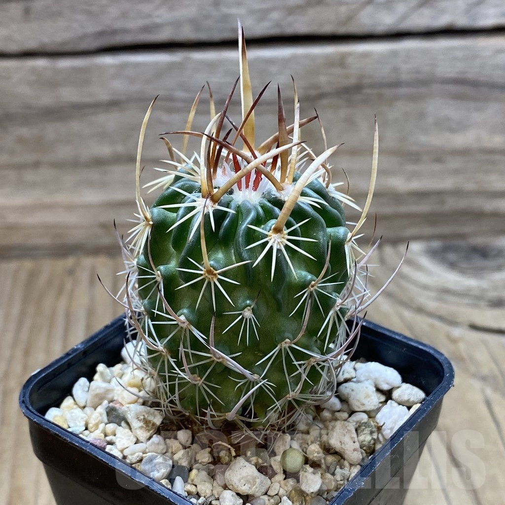 SH22365 Echinofossulocactus arrigens - Image 2