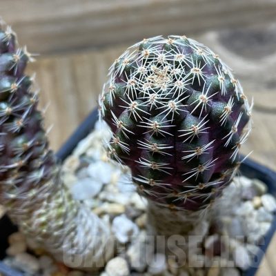 SH22370 Mediolobivia haagei v. orurensis KK968, 2 plants