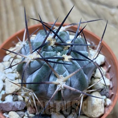 SH22372 Acanthocalycium glaucum