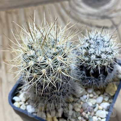 SH22374 Neoporteria sp., 2 plants