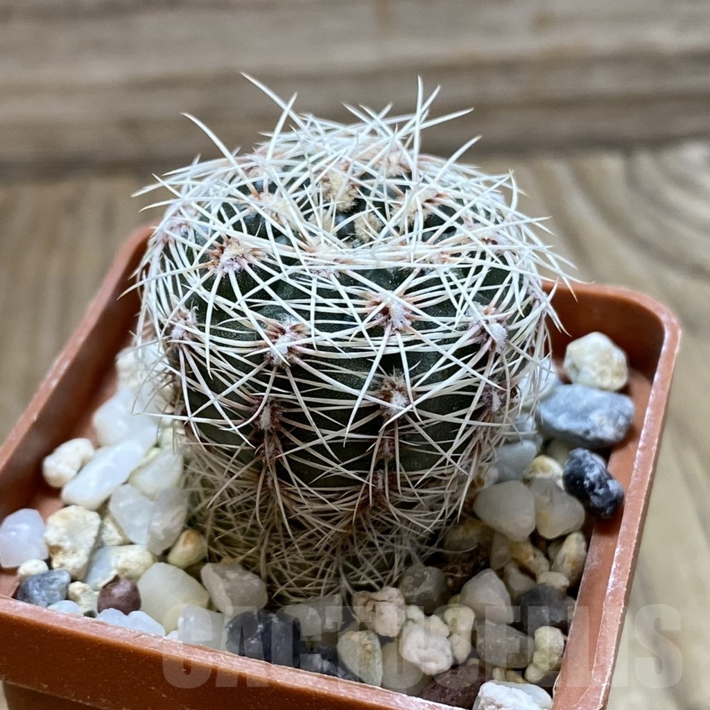 SH22380 Gymnocalycium aff. papschii - Image 2
