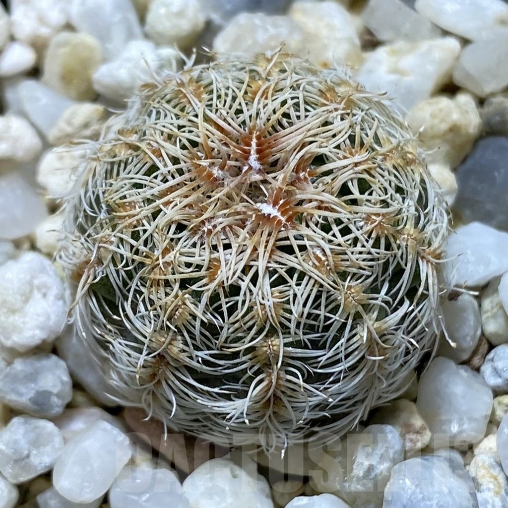 SH22383 Gymnocalycium bruchii