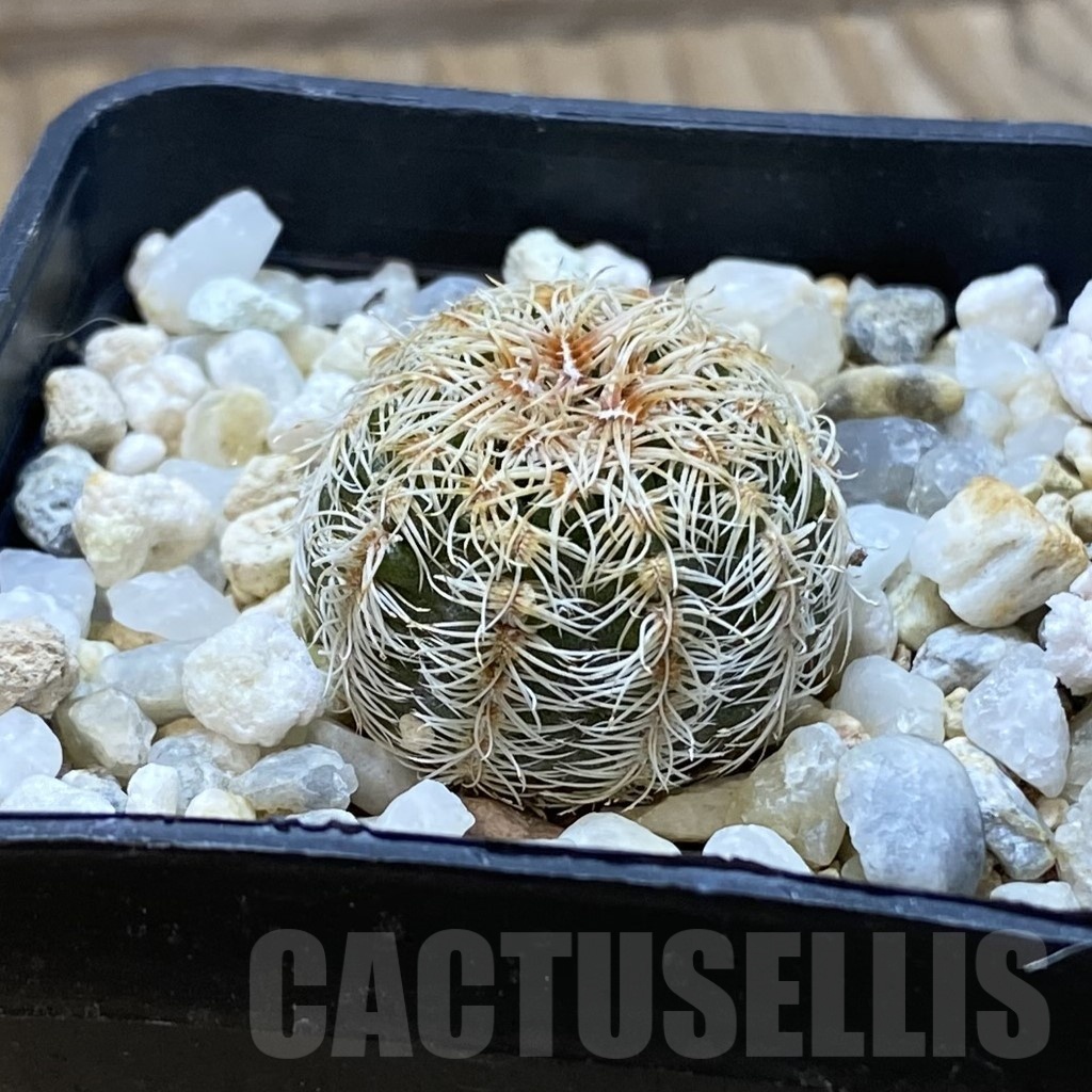 SH22383 Gymnocalycium bruchii - Image 2