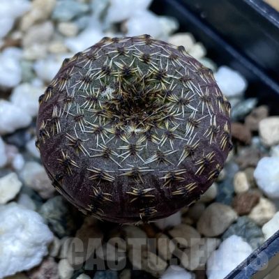 SH22492 Frailea phaeodisca