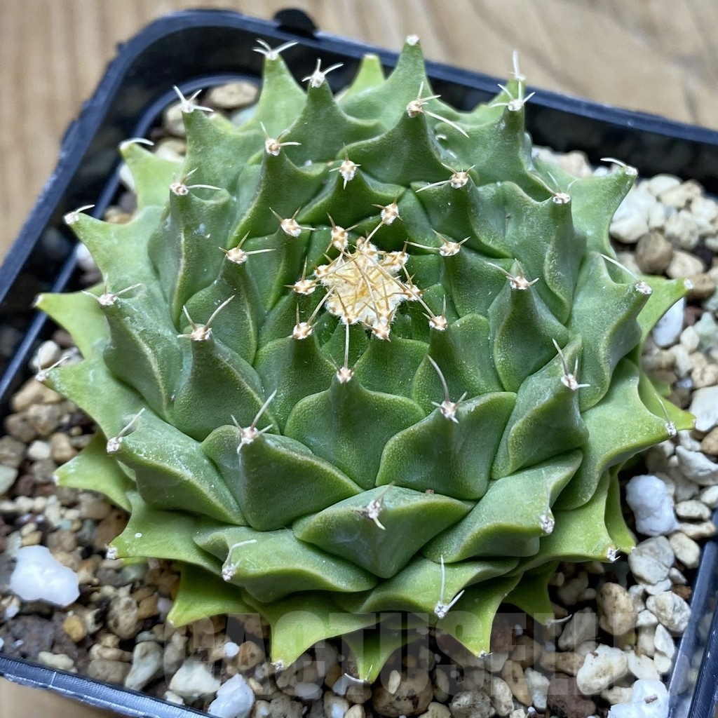SH22525 Obregonia denegrii