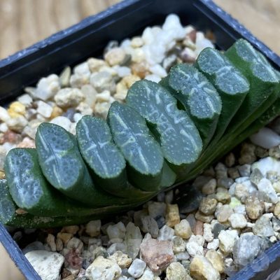 SH22530 Haworthia truncata -Japan-