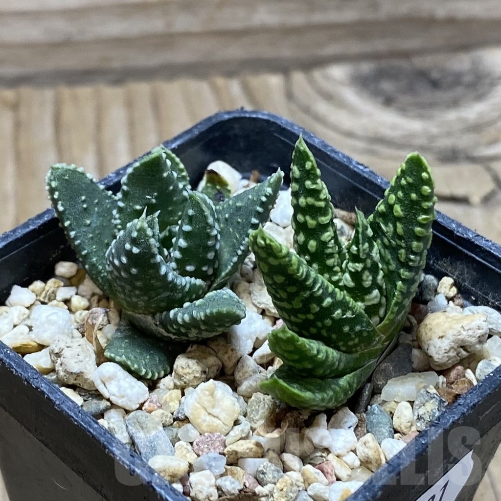 SH22531 Haworthia pumila ‘Donut’ SH, seedling, 2 plants - Image 2