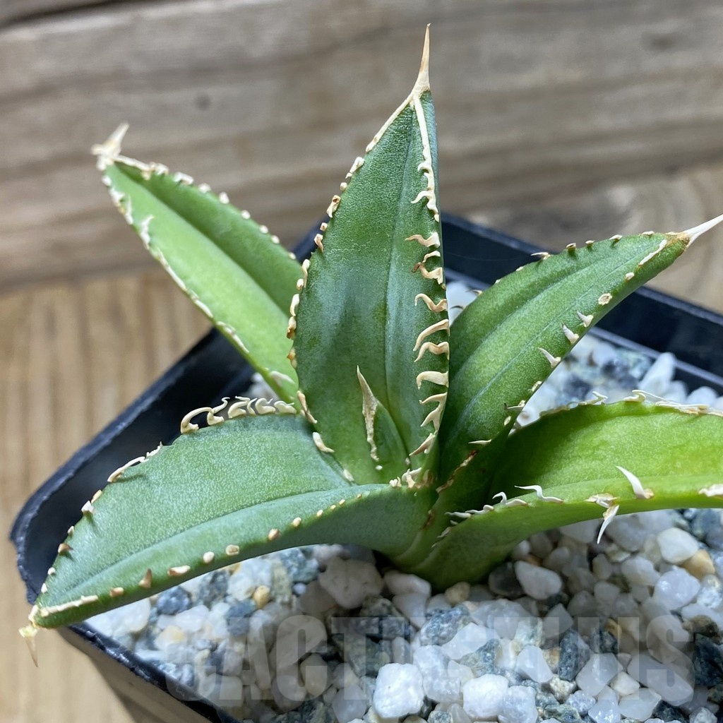 SH22539 Agave titanota ‘White’ selection