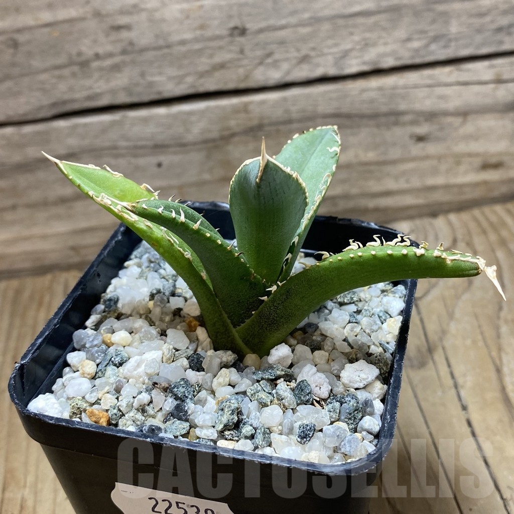 SH22539 Agave titanota ‘White’ selection - Image 2