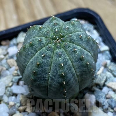 SH22541 Euphorbia obesa hybrid