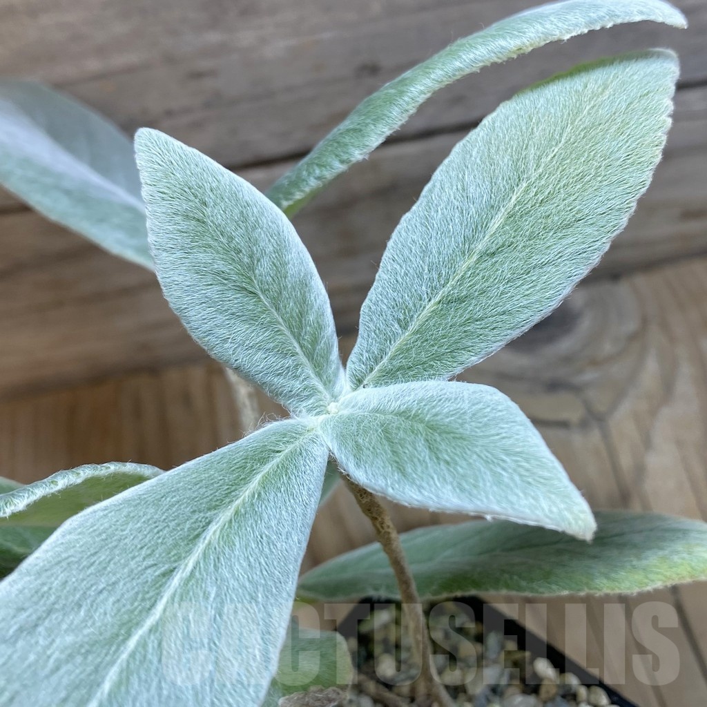 SH22542 Sinningia leucotricha