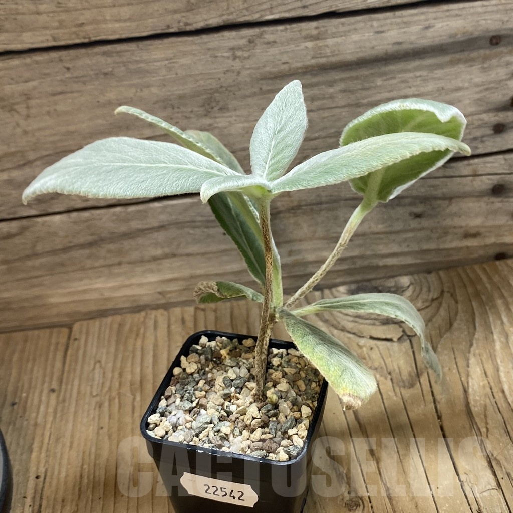 SH22542 Sinningia leucotricha - Image 2