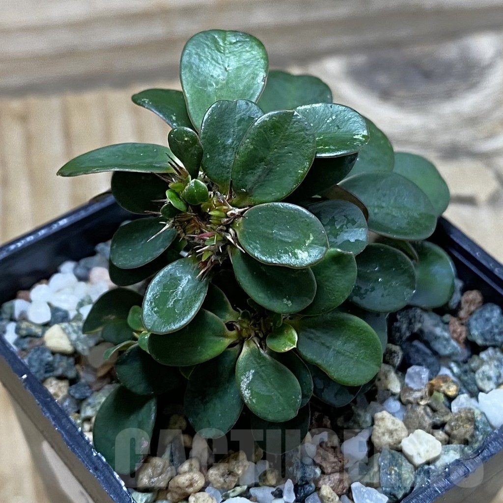 SH22543 Euphorbia milii f. cristata