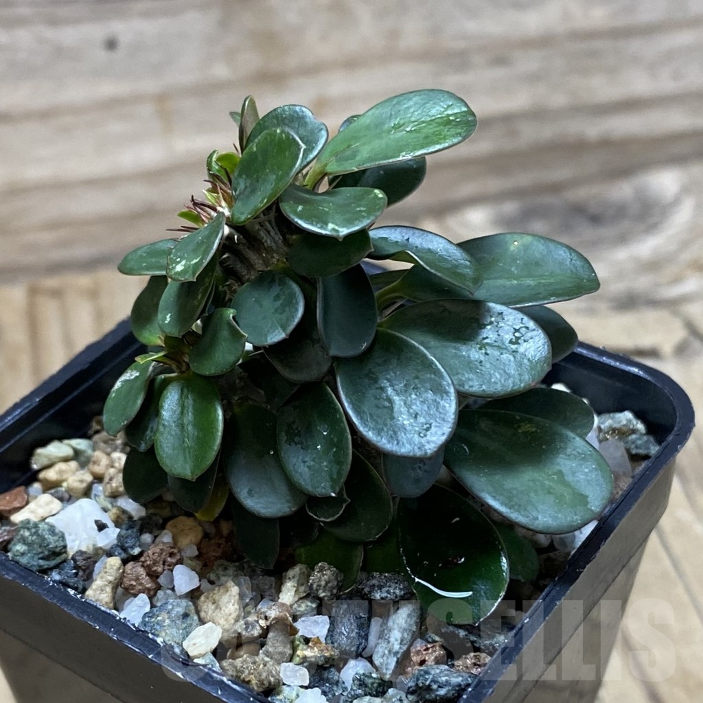 SH22543 Euphorbia milii f. cristata - Image 2