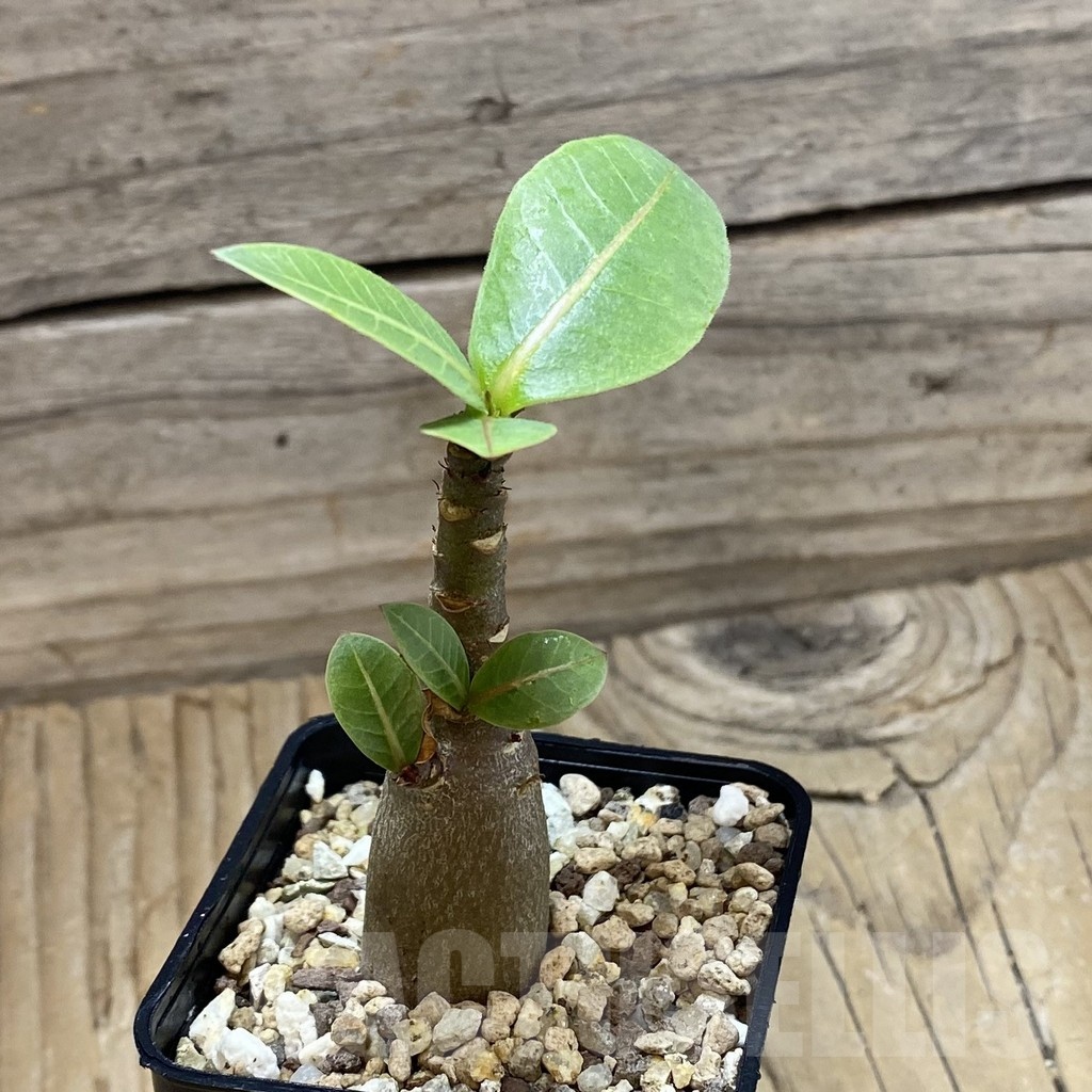 SH22545 Adenium arabicum 'Black Body' - Image 2