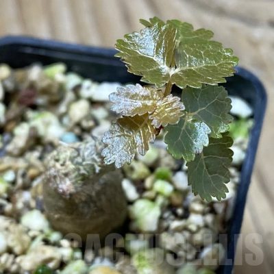 SH22549 Boswellia dioscoridis