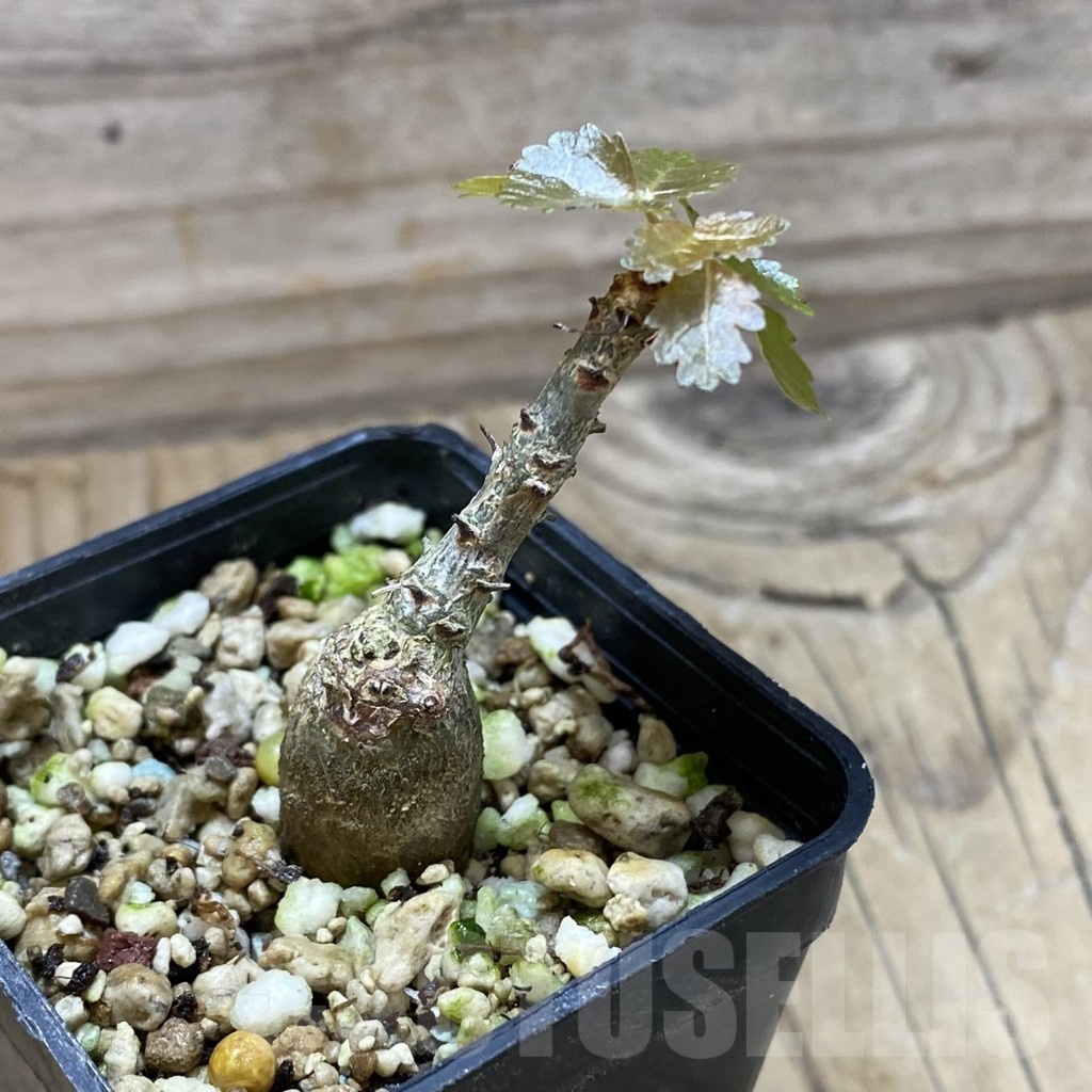 SH22549 Boswellia dioscoridis - Image 2