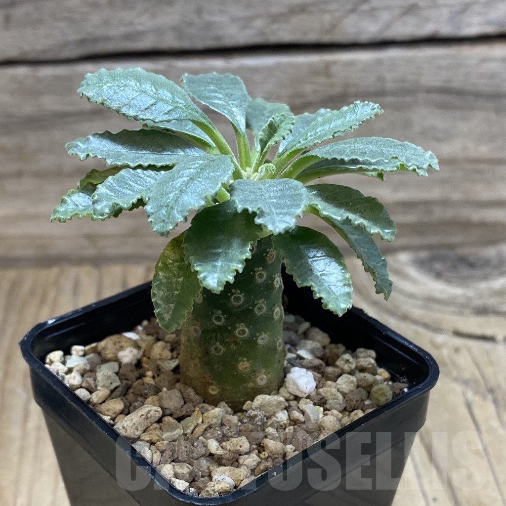 SH22550 Dorstenia lavrani - Image 2