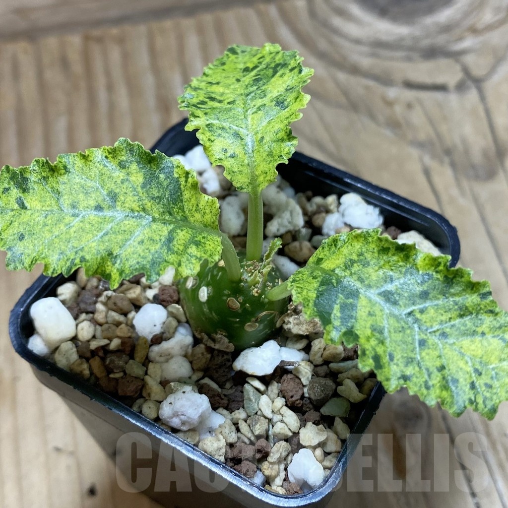 SH22551 Dorstenia hybrid f. variegata