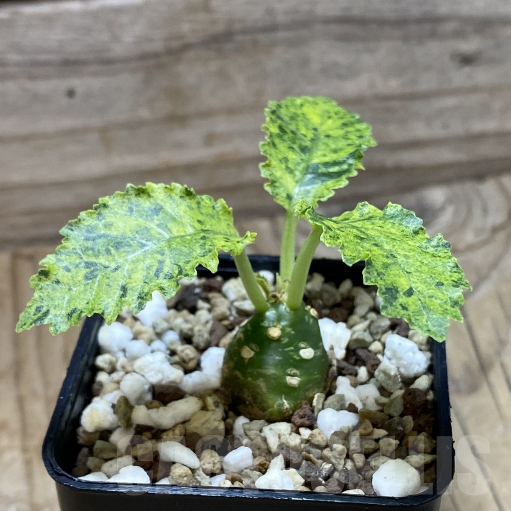SH22551 Dorstenia hybrid f. variegata - Image 2