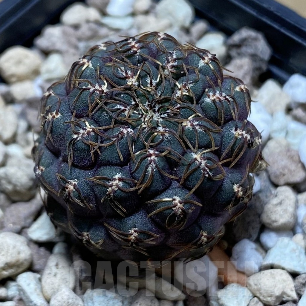 SH22496 Sulcorebutia callichroma HS 078