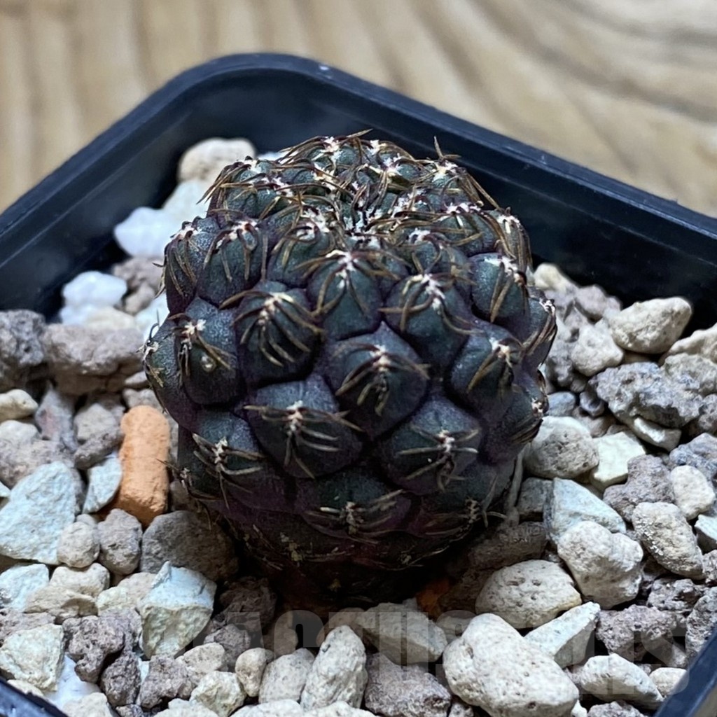 SH22496 Sulcorebutia callichroma HS 078 - Image 2