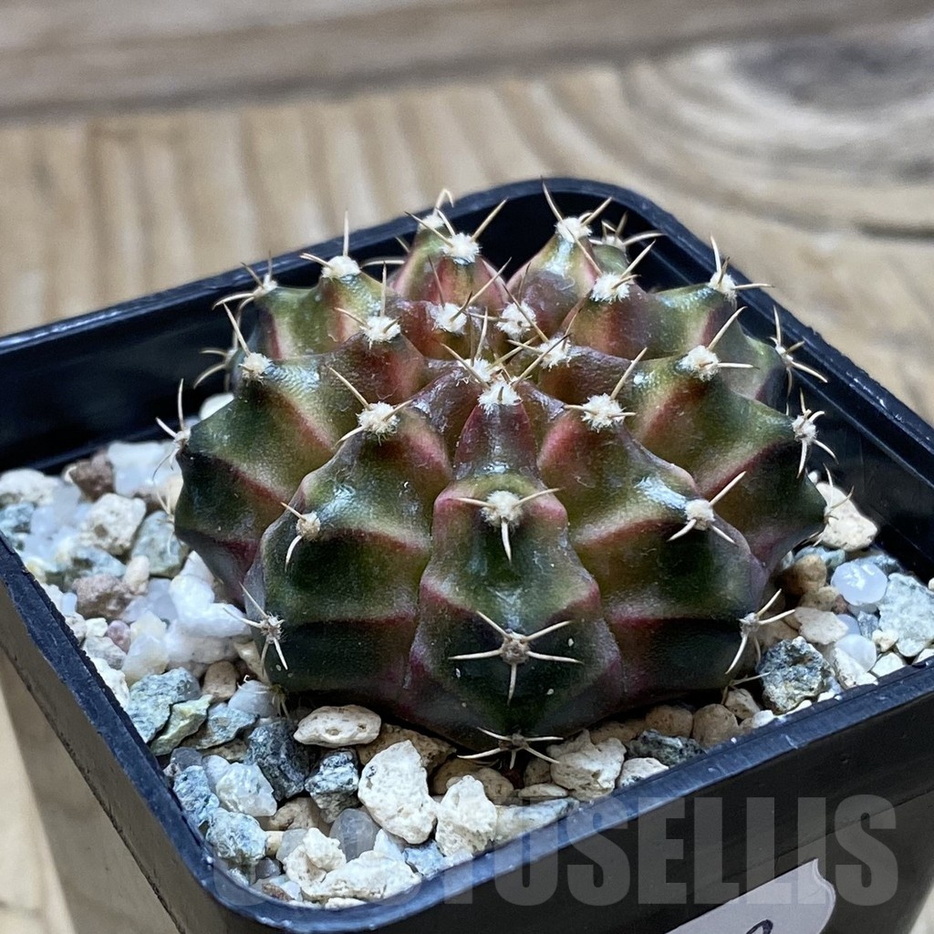 SH22502 Gymnocalycium mihanovichii ‘Neon’ hybrid - Image 2