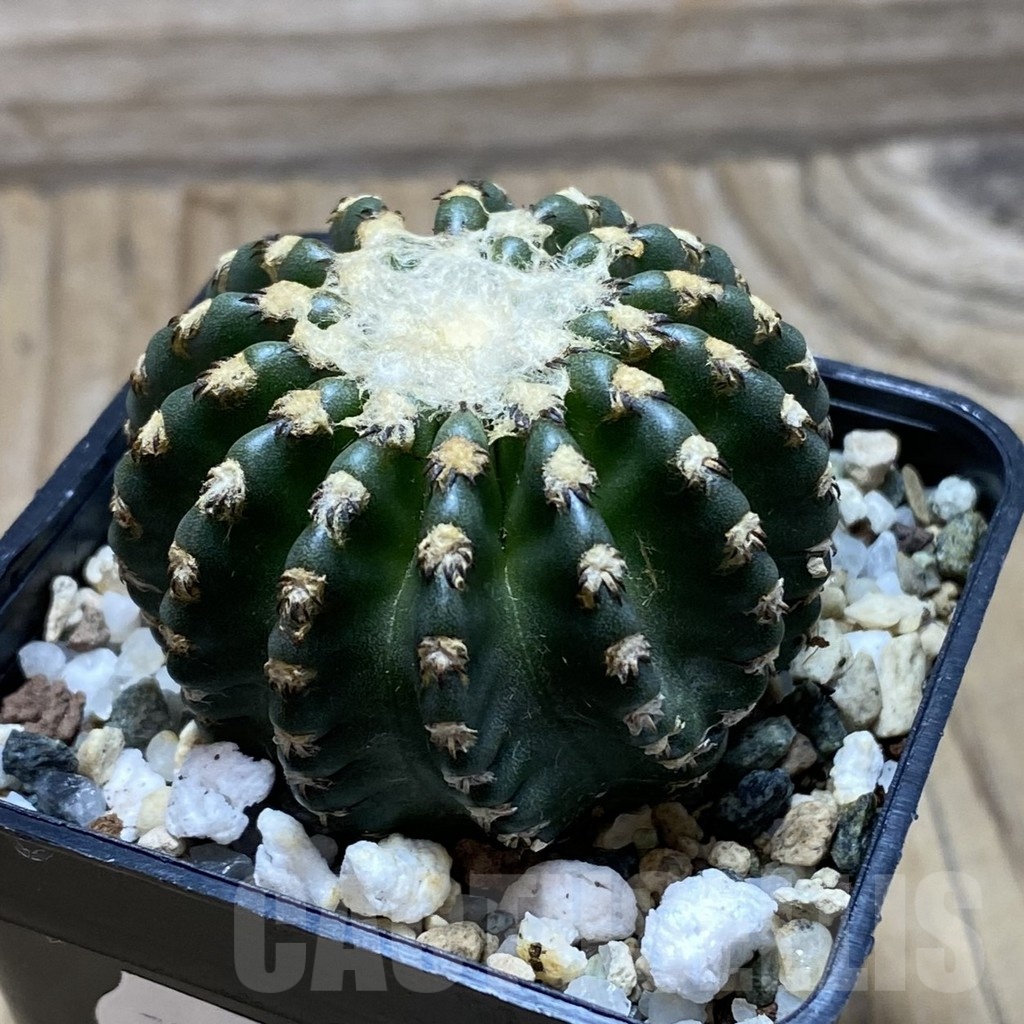 SH22490 Discocactus horstii - Image 2