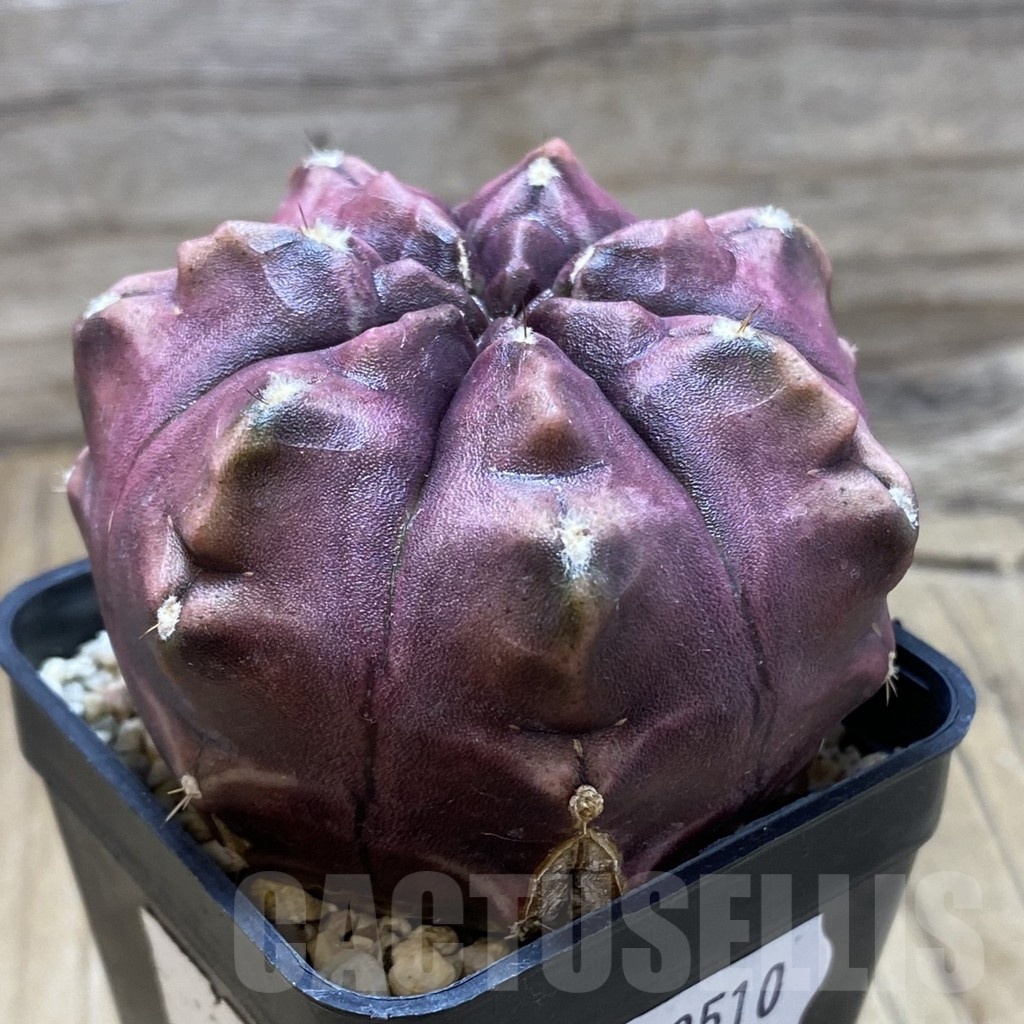 SH22510 Gymnocalycium mihanovichii ‘Day Dream’ - Image 2