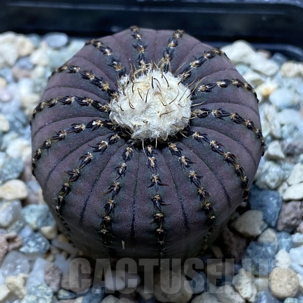 SH22491 Frailea asterioides