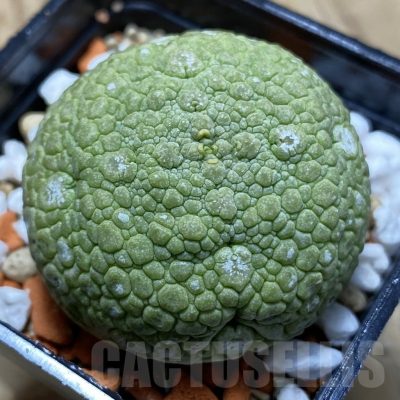SH22516 Pseudolithos migiurtinus