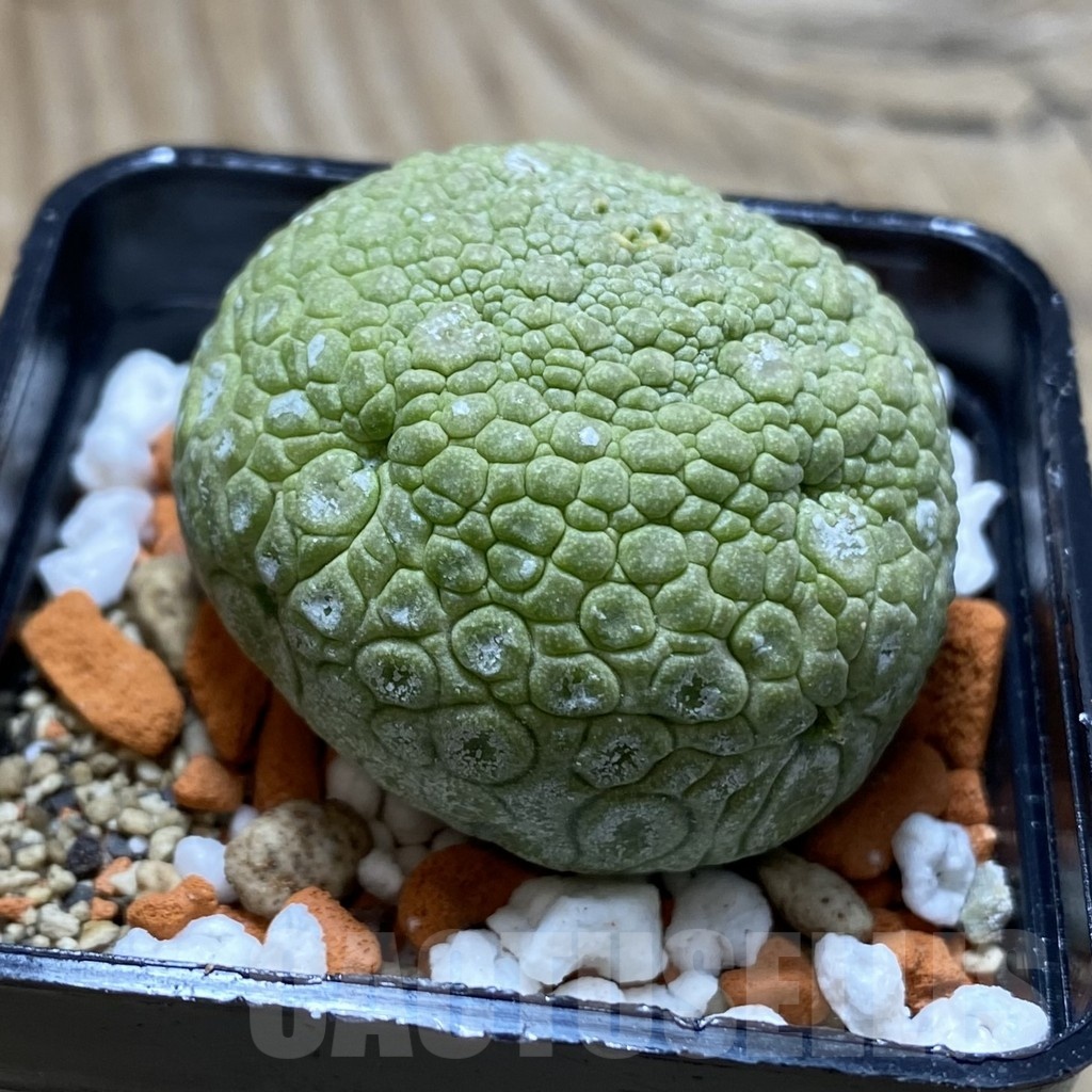 SH22516 Pseudolithos migiurtinus - Image 2