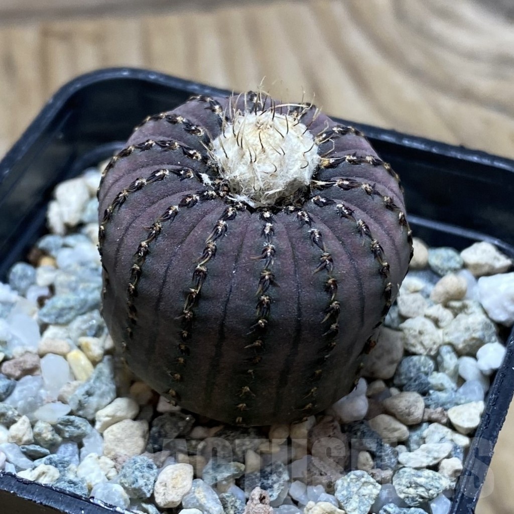SH22491 Frailea asterioides - Image 2