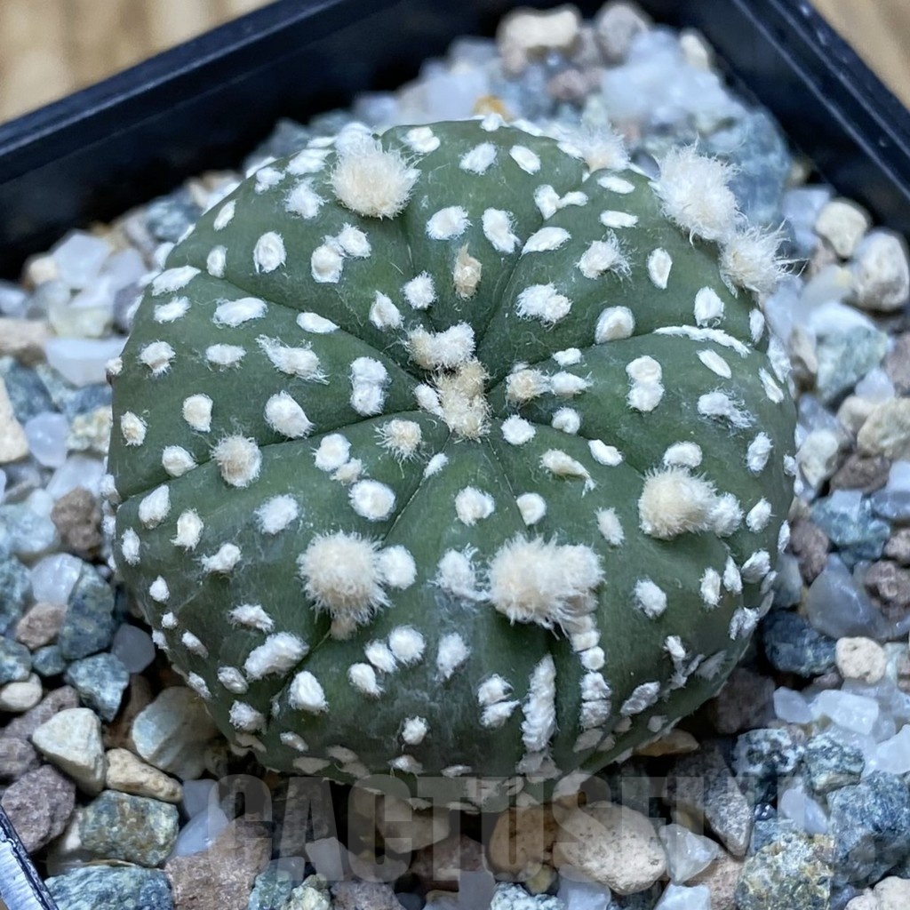 SH22519 Astrophytum asterias ‘Super Kabuto’ hybrid