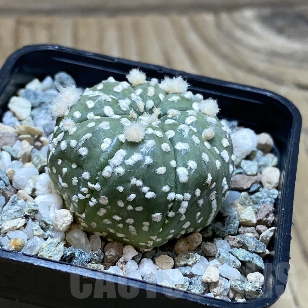 SH22519 Astrophytum asterias ‘Super Kabuto’ hybrid - Image 2