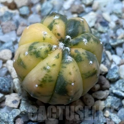 SH22521 Astrophytum asterias ‘Red Purple Skin’ f. variegata
