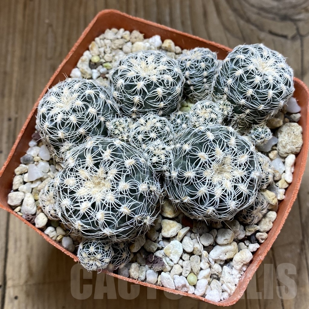 SH22659 Gymnocalycium bruchii v. albispinum, 10 years old - Image 2