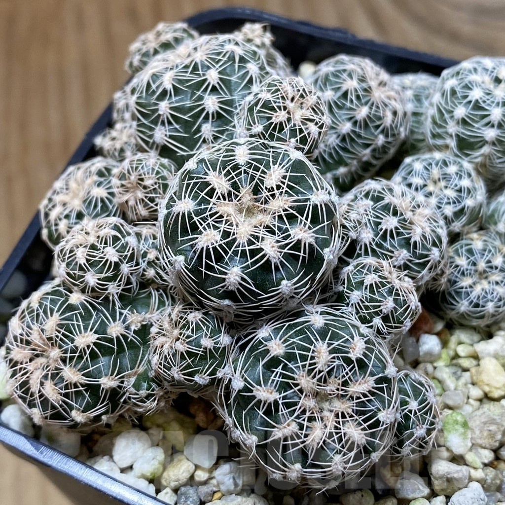 SH22660 Gymnocalycium bruchii v. glaucum, seedling
