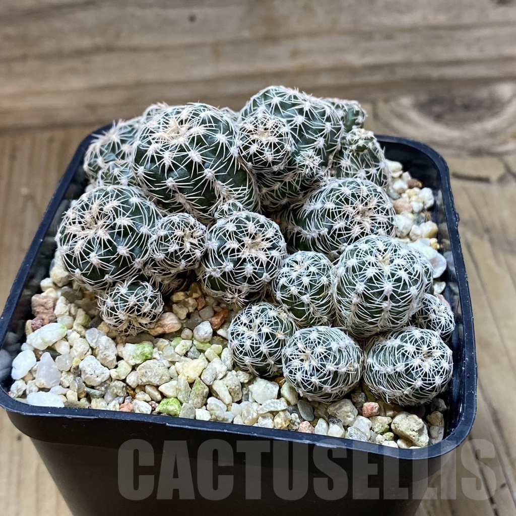 SH22660 Gymnocalycium bruchii v. glaucum, seedling - Image 2