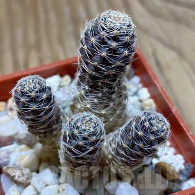 SH22661 Mediolobivia hybrid