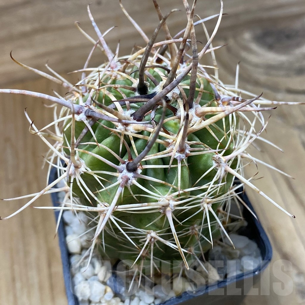 SH22667 Lobivia ferox