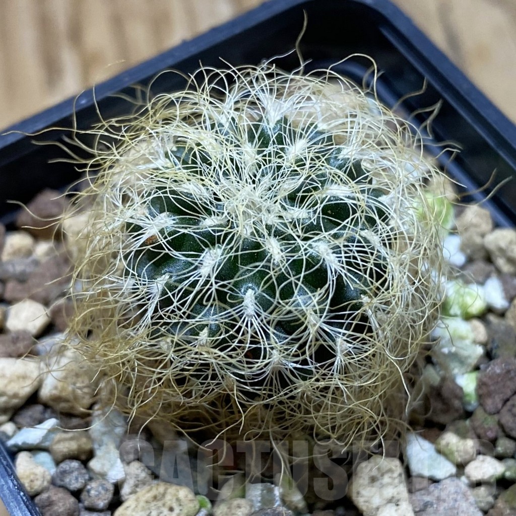 SH22669 Sulcorebutia patriciae