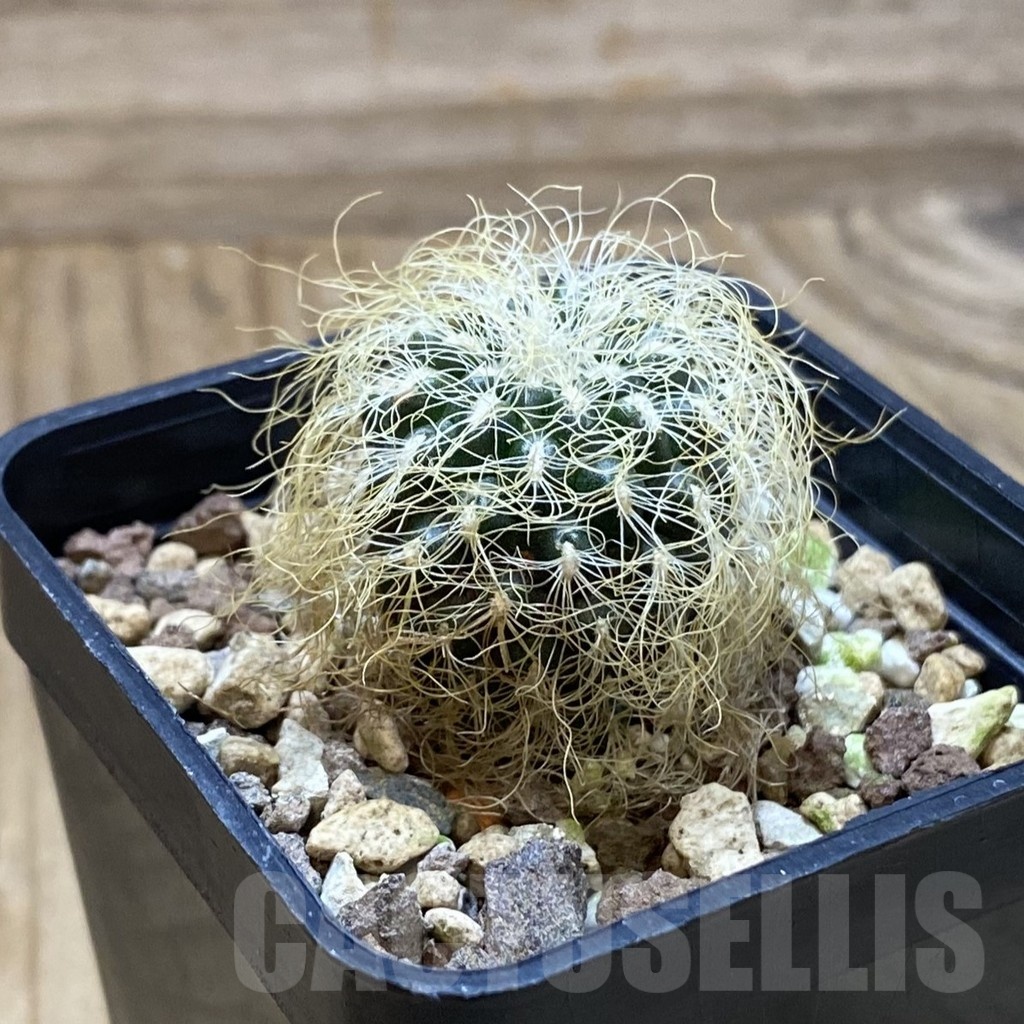 SH22669 Sulcorebutia patriciae - Image 2